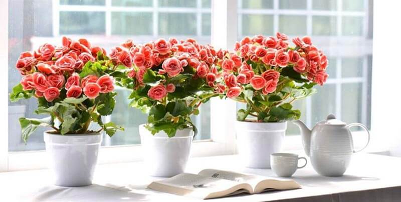 ngọc đường phú quý