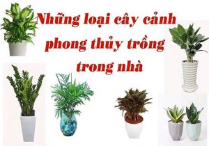 cây phong thủy trồng trong nhà