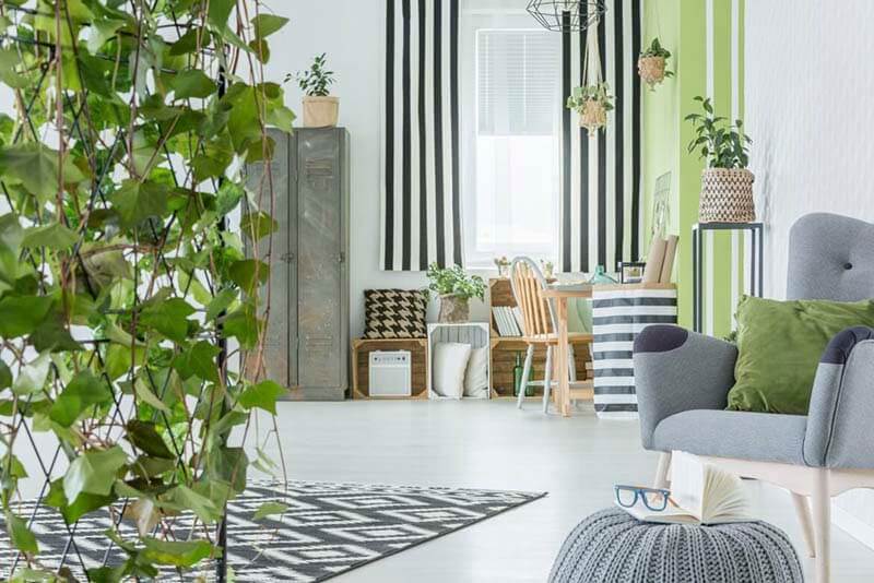 Cây Thường xuân